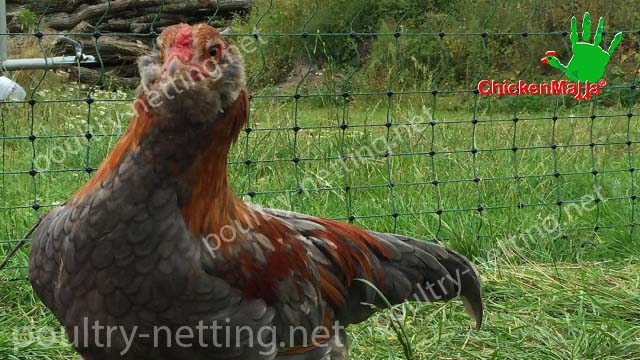 Challenging chicken in front of CHICKENMALLA hen net
