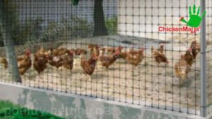 Poultry net placed in a chicken coop