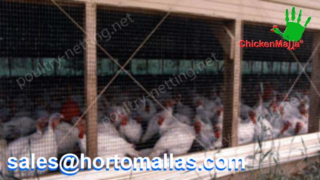Example of hen house using Poultry netting