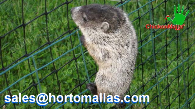Groundhog stopped by poultry netting