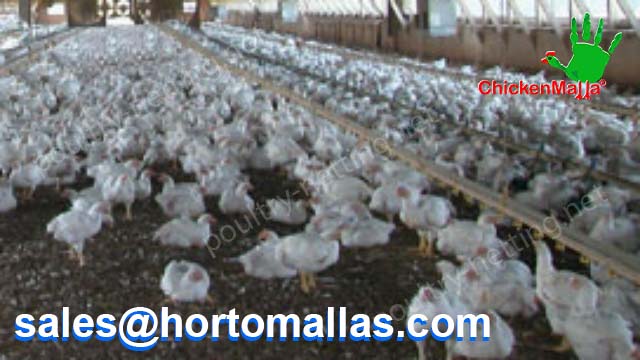Hen house building using Poultry netting