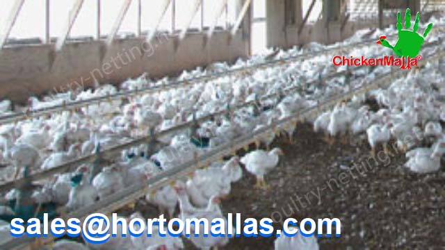 Hen house building with CHICKENMALLA Poultry netting