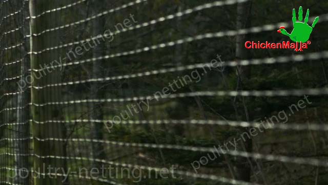 CHICKENMALLA Poultry netting for forest application