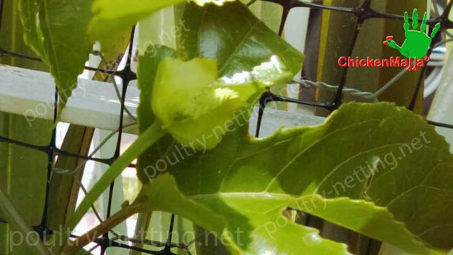 Poultry netting to protect passiflora production