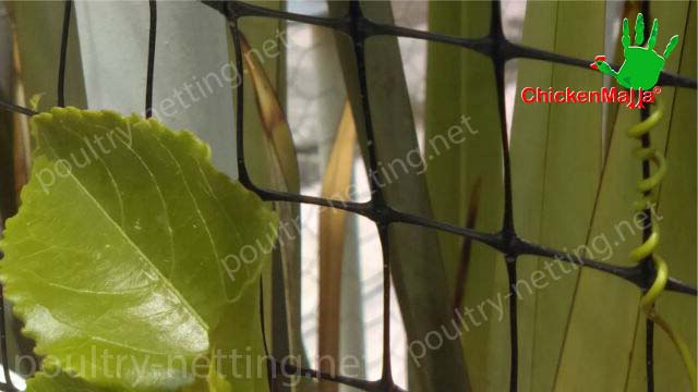 Poultry netting to protect passionflower