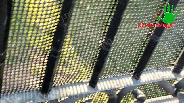 Poultry netting on metal fence for protection